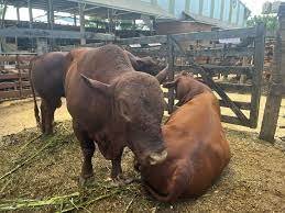 Fiesta Provincial del Ternero en Montecarlo