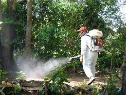 Confirmaron cuatro casos positivos de chikungunya en Misiones 