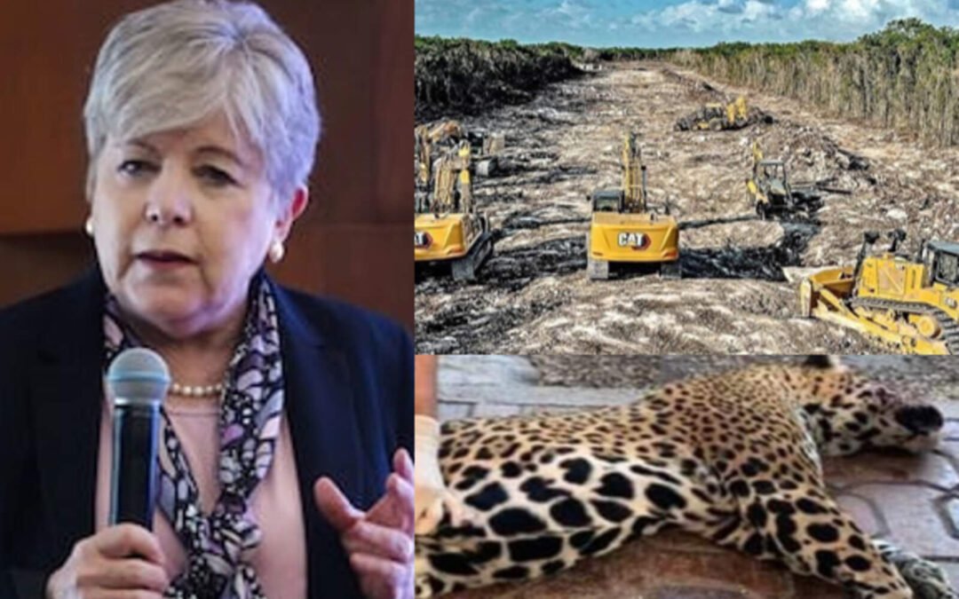 5 años después, Morena reconoció el daño irreversible del Tren Maya a la selva