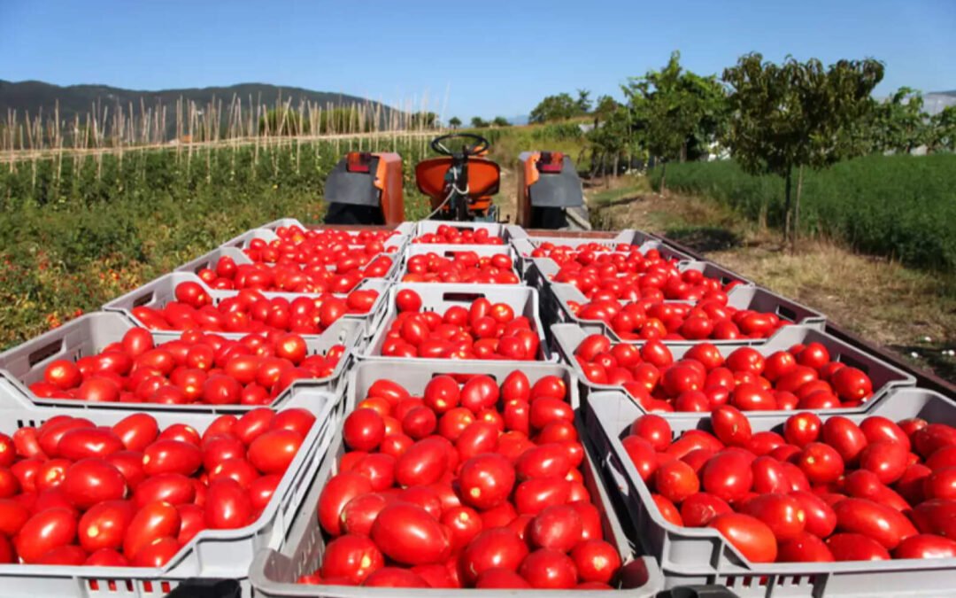 La administración Trump aplicará derechos antidumping del 21% a los tomates de México