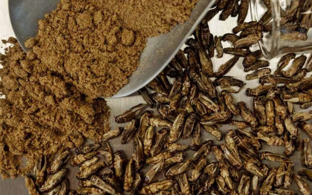 Avanza la Agenda 2030: España abrió su primera fábrica de harina de grillo