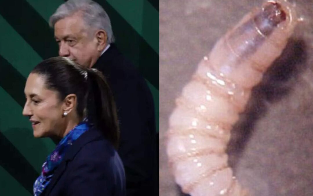 Gobierno de AMLO ignoró las advertencias del rebrote del gusano barrenador y