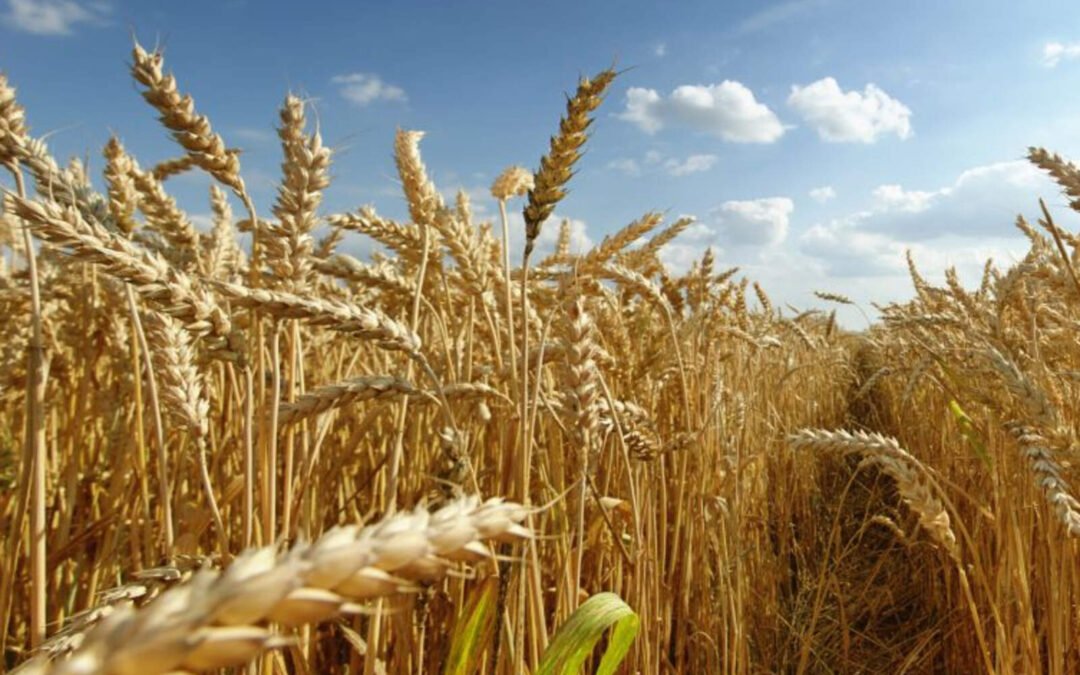 Entidades del campo valoraron como positiva la rebaja de retenciones a trigo y cebada