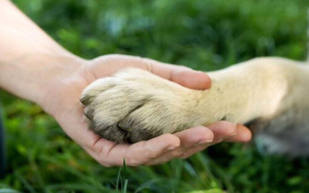 La Asamblea aún no decide sobre la ley de derechos animales