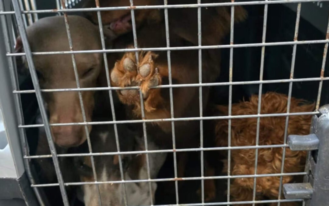 Jesús María: desbaratan criadero clandestino con 30 perros en condiciones deplorables