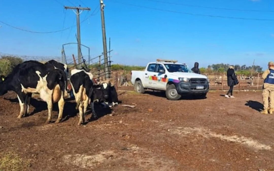 Desbaratan faena ilegal en Villa Nueva y decomisan 1.400 kilos de carne