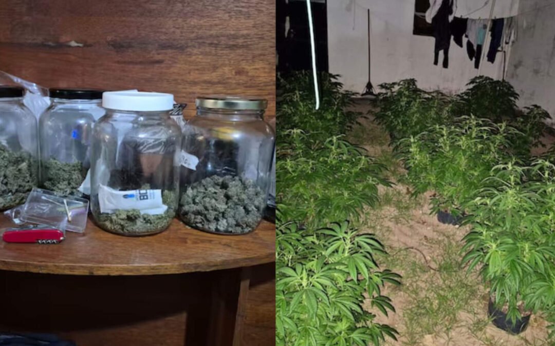 Córdoba: buscaban ladrones en barrio Jardín y hallaron un vivero de marihuana