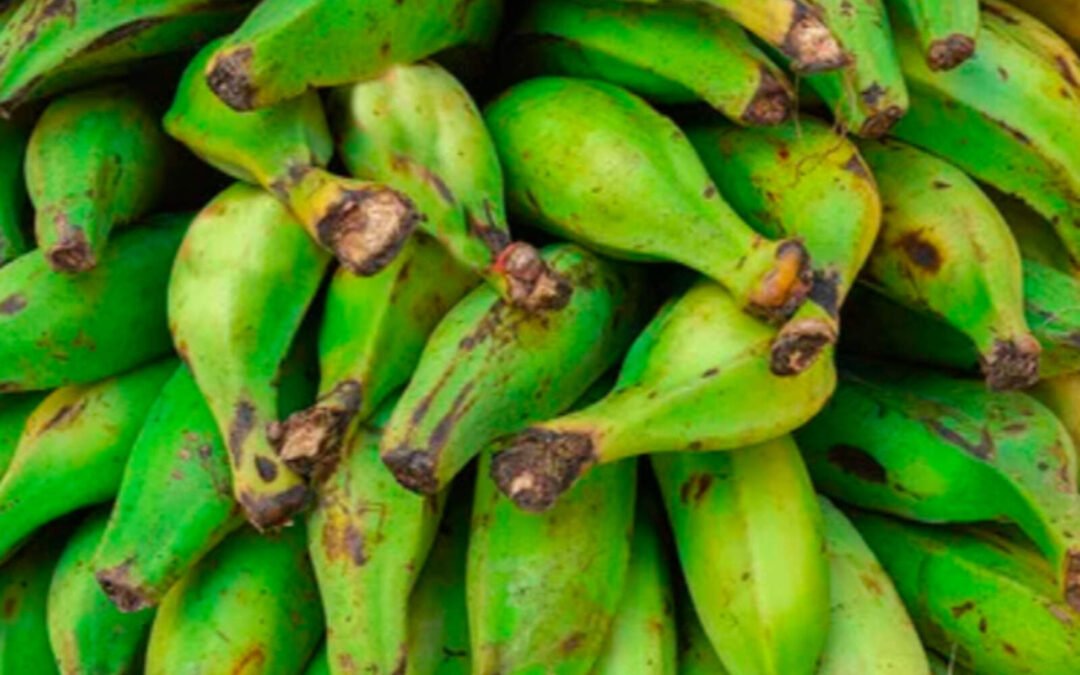 La escasez de plátano elevó precios y preocupa al sector exportador
