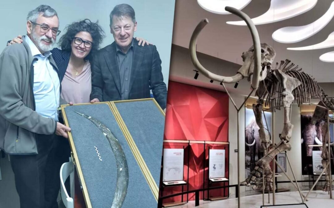 Tecnología ancestral: encuentran un bumerán de colmillo de mamut de 40.000 años