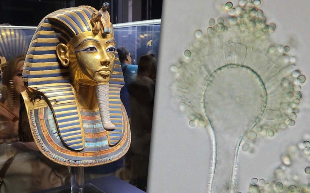 Creían que era una maldición: el hongo de Tutankamón ahora podría salvar vidas