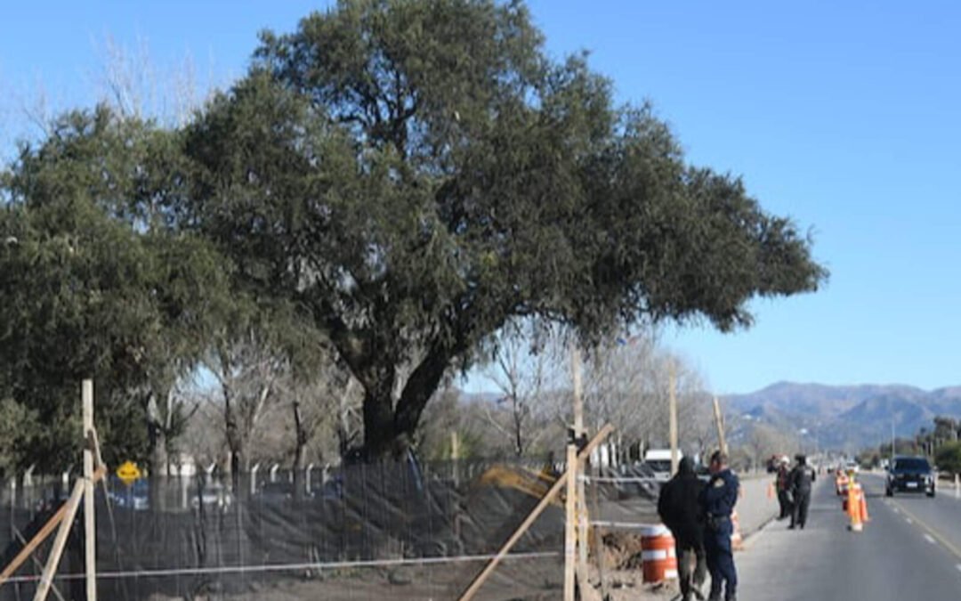 Córdoba: Es inminente el traslado de un árbol en la ruta y pierden los ambientalistas