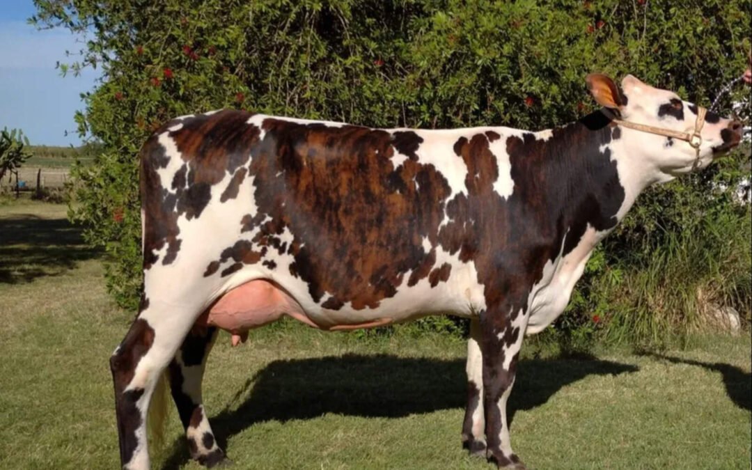 El País de la Vaca Atada