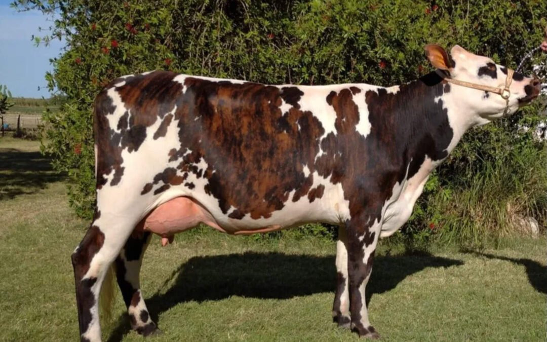 Los productores vieron de primera mano los delirios de Orsi