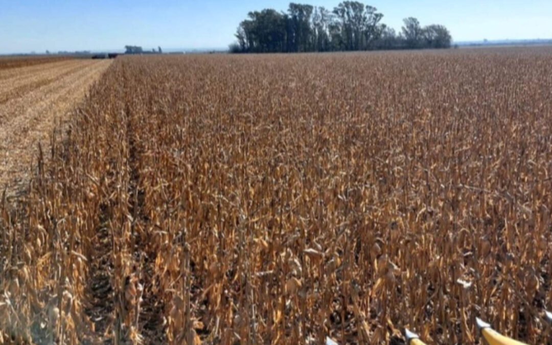 Campaña 2024-25 en Córdoba: buenos números para soja, maní, girasol y sorgo