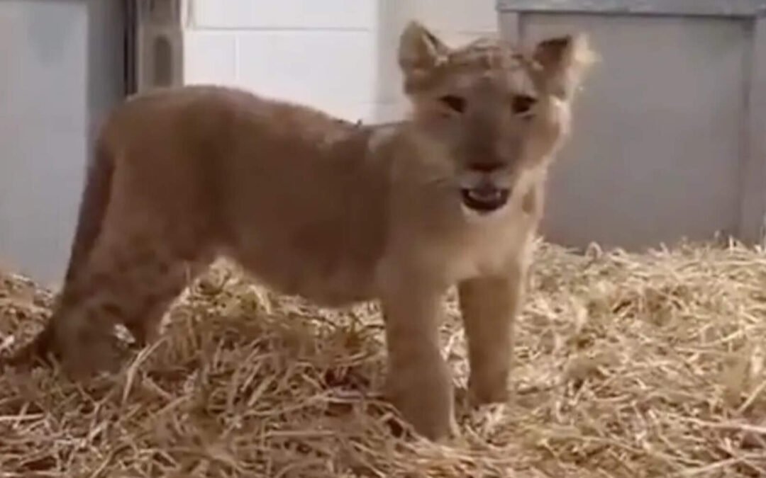 Aberrante: un cachorro de león desnutrido fue rescatado de una aldea palestina
