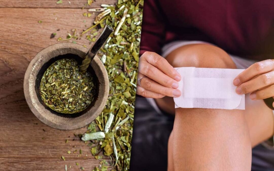 Científicos argentinos prueban un tratamiento con yerba mate para curar heridas