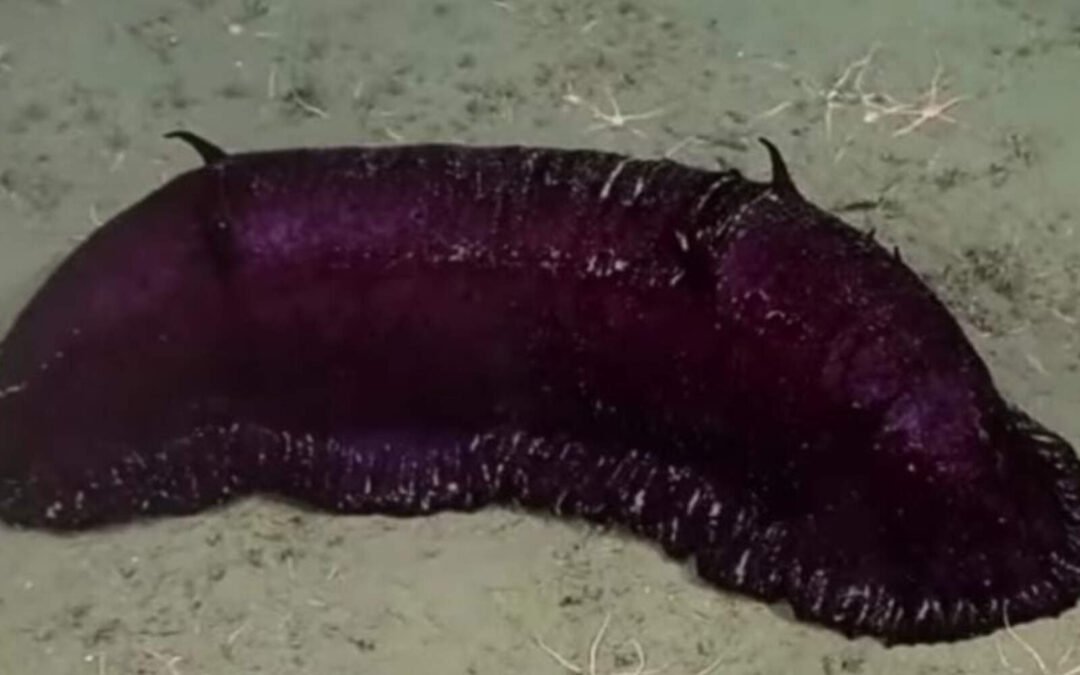 Una investigación del CONICET en el Mar Argentino genera preocupación en la gente