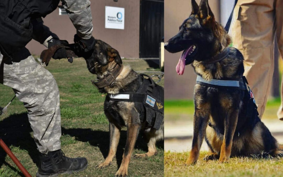 Tras 8 años, se retira Brama, la perra antinarcóticos de Córdoba con 247 operativos