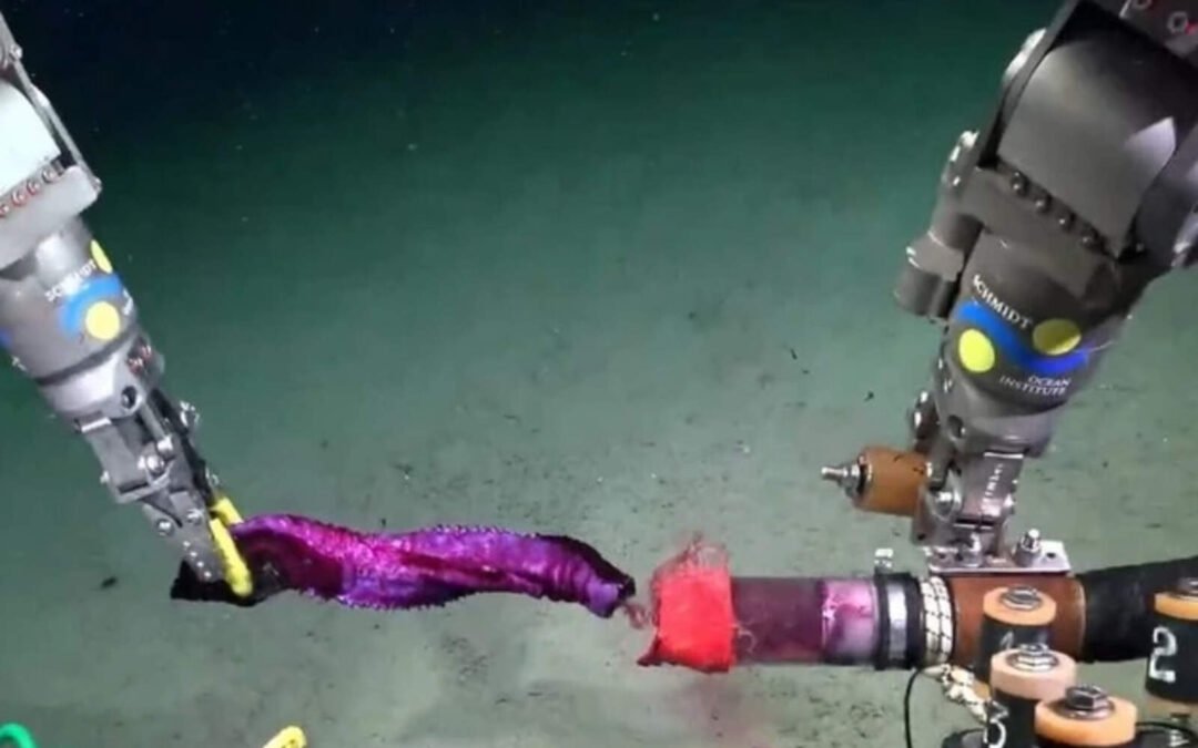 Santa Fe: quieren frenar el dragado del Paraná para cuidar las ‘batatitas’ del CONICET