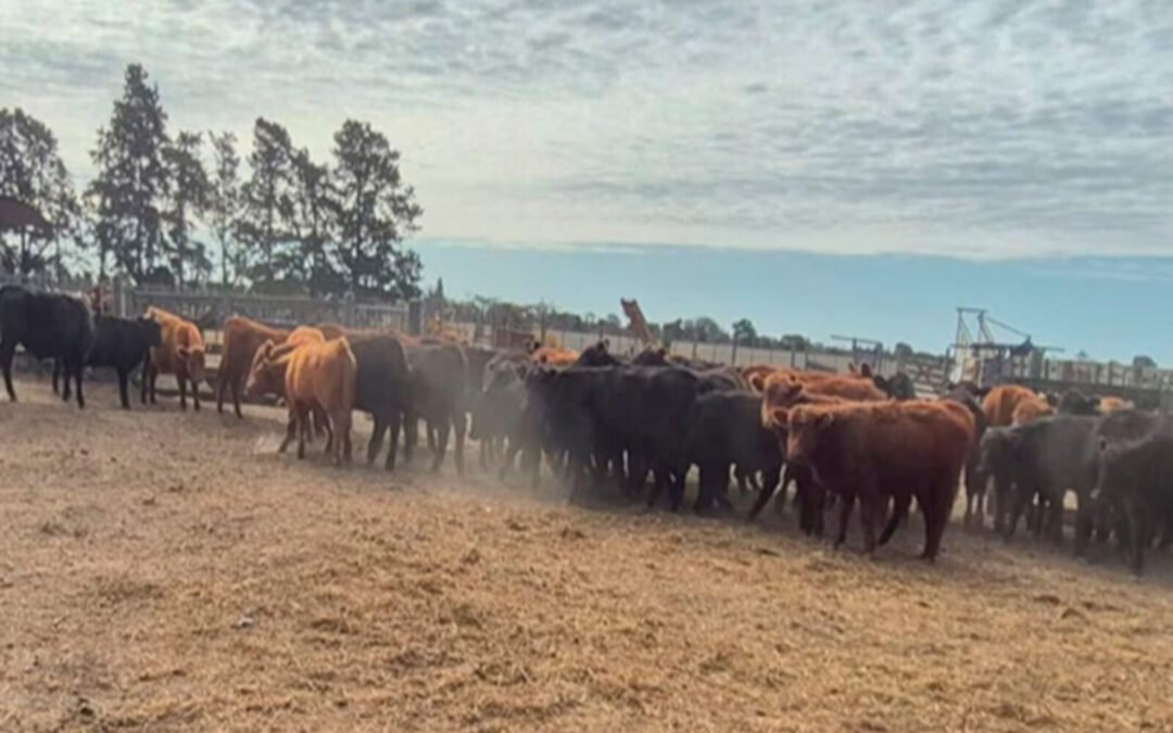 Abigeato millonario en el norte cordobés: tres detenidos y 48 novillos recuperados