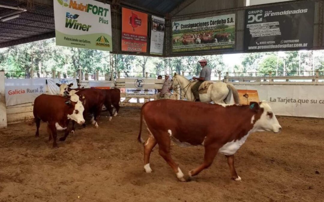 cordoba:-cae-el-valor-de-la-hacienda-y-podria-repercutir-en-el-precio-de-la-carne
