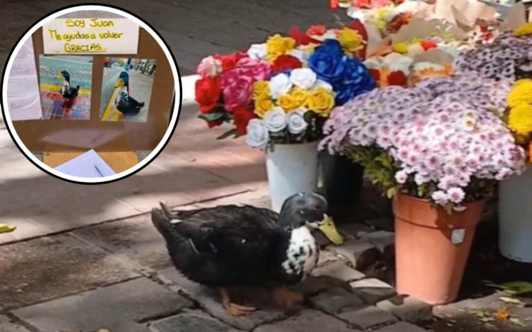 Insólito: denunciaron a un pato y ya tiene abogado defensor que lo representa