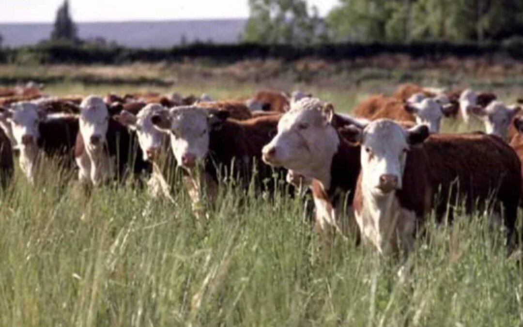 Ganaderos cordobeses reclaman que se les cobra un impuesto encubierto