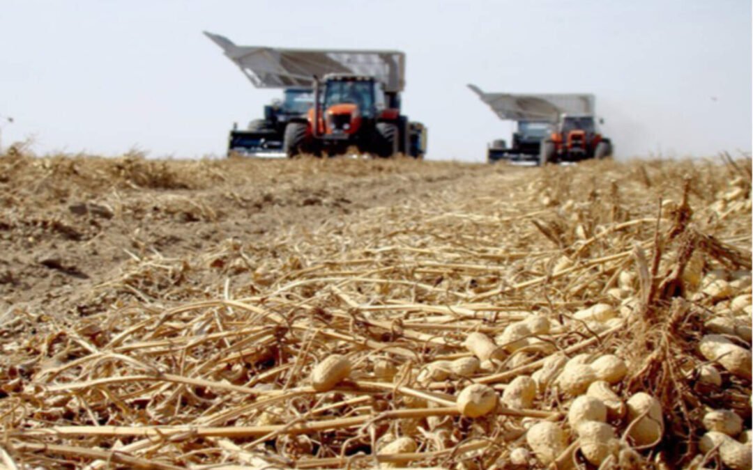 Córdoba: líder mundial en exportación de maní gracias al impulso económico nacional