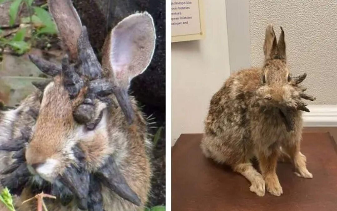 Crece la preocupación en Estados Unidos por la aparición de conejos con tentáculos