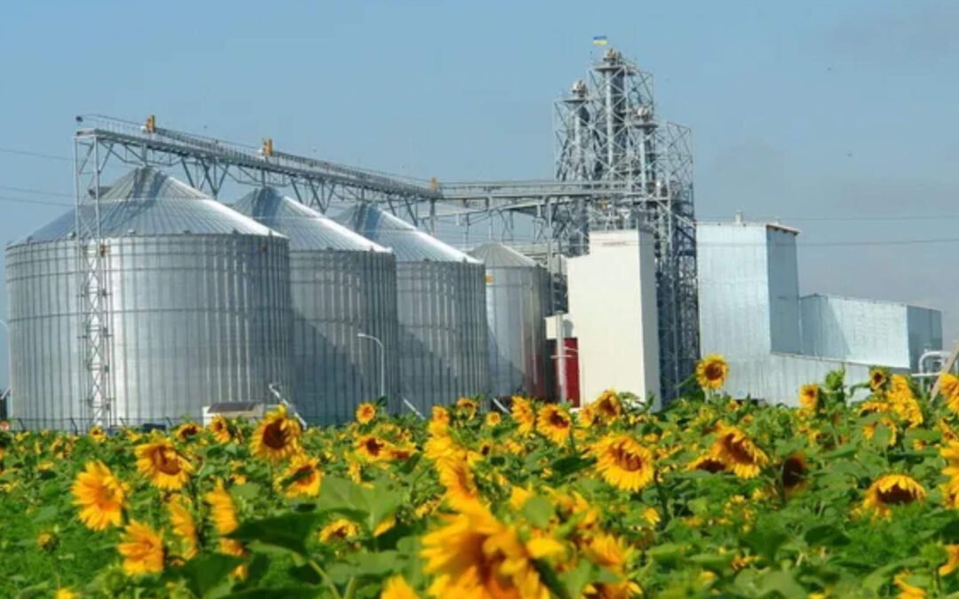 Córdoba se suma a la expansión nacional récord del girasol 2025/2026