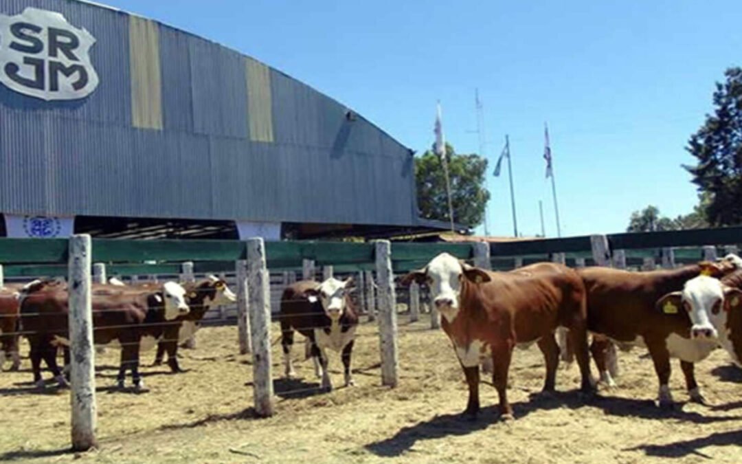 Ganadería: bajó el precio del ternero y mejoró el negocio del productor en Córdoba