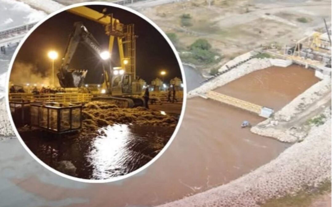 Punta Catalina detiene unidad 1 por obstrucción del sargazo