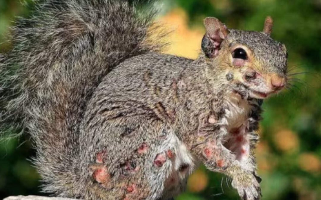 Crece la preocupación de los científicos por el avance de los animales zombies