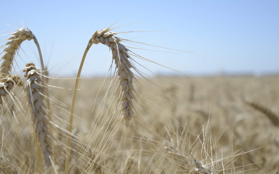 Trigo: tras las lluvias, suben las expectativas para una buena cosecha en Córdoba