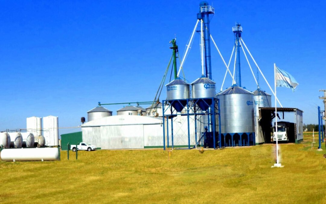 Córdoba: el girasol marca récord histórico de molienda y proyecta fuerte crecimiento