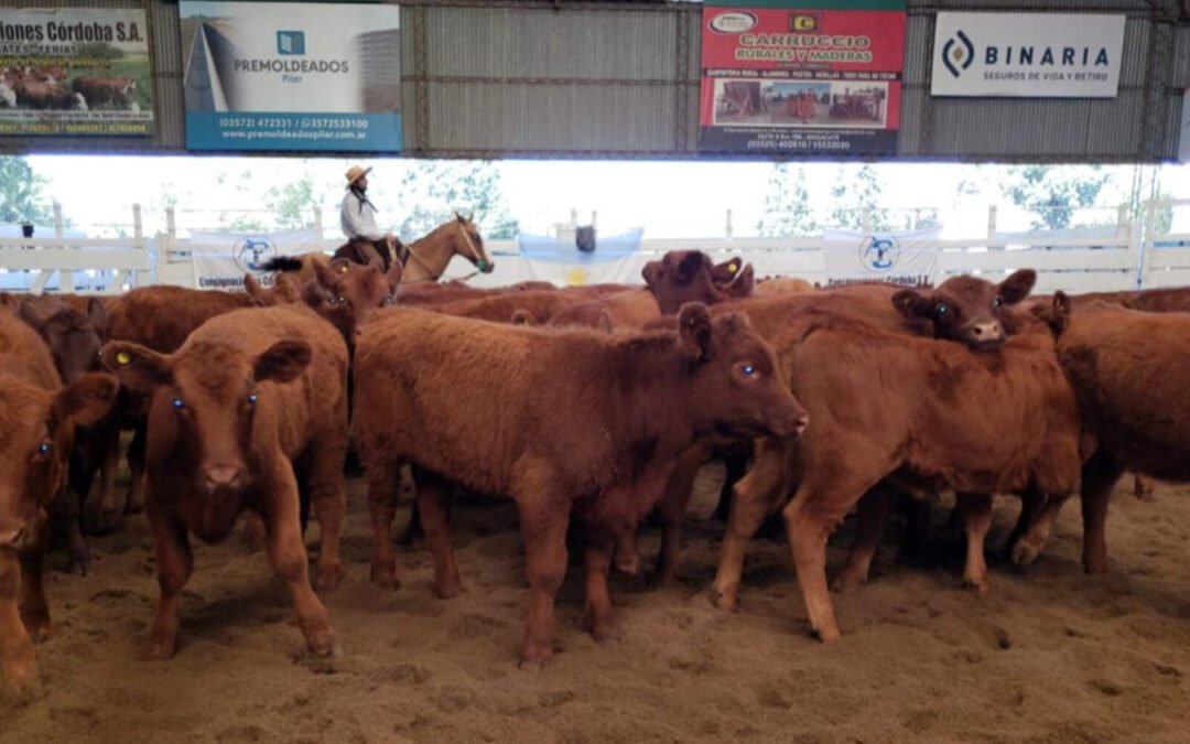 Córdoba: cae el valor de la hacienda en pie y se refleja en el precio de la carne