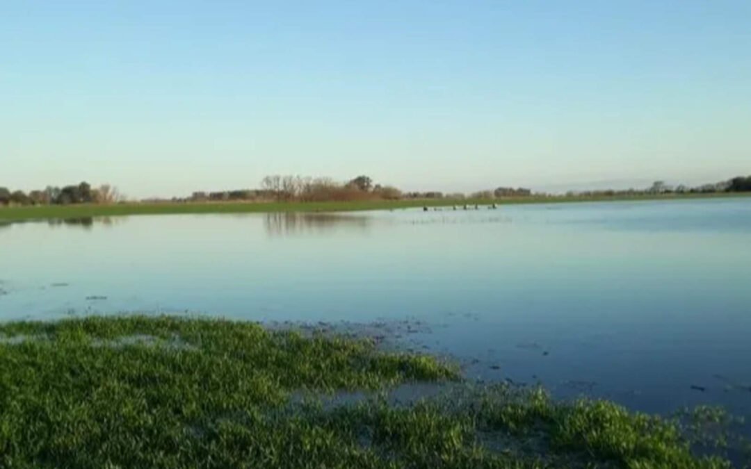 Córdoba: las lluvias beneficiaron al trigo, pero hay dudas para la siembra de maíz