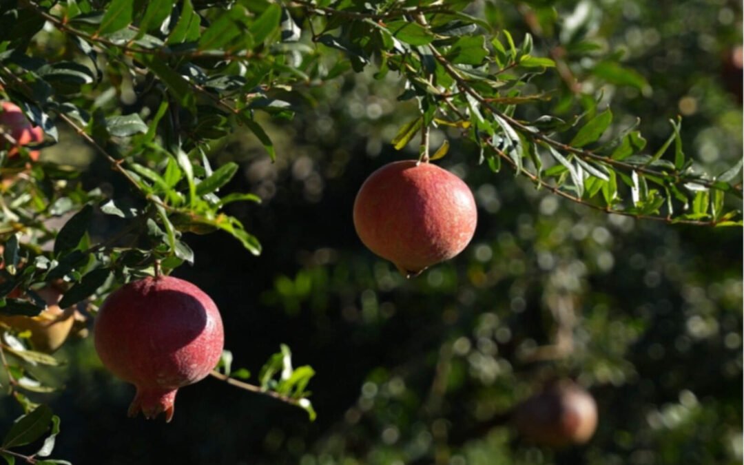 Agroindustria: Córdoba concreta su primer embarque aéreo de granadas con destino a Rotterdam
