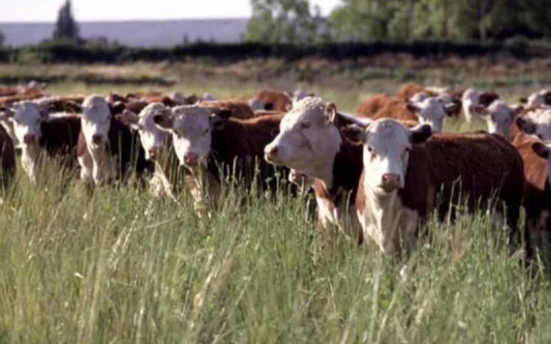 Boom ganadero: los valores de la hacienda siguen firmes en Córdoba