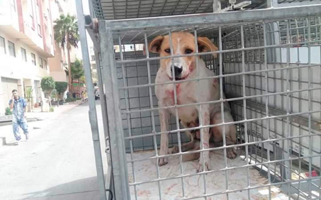 Denuncian exterminio de perros en Marruecos por el Mundial 2030