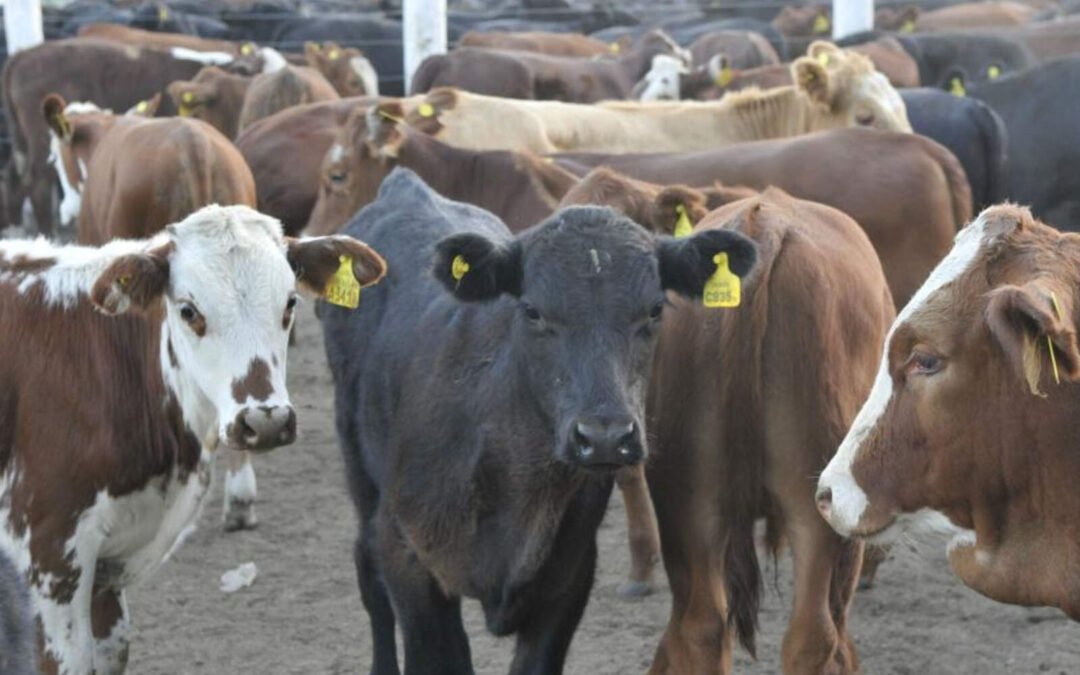 Córdoba: los precios de la hacienda siguen firmes y continúa el boom ganadero