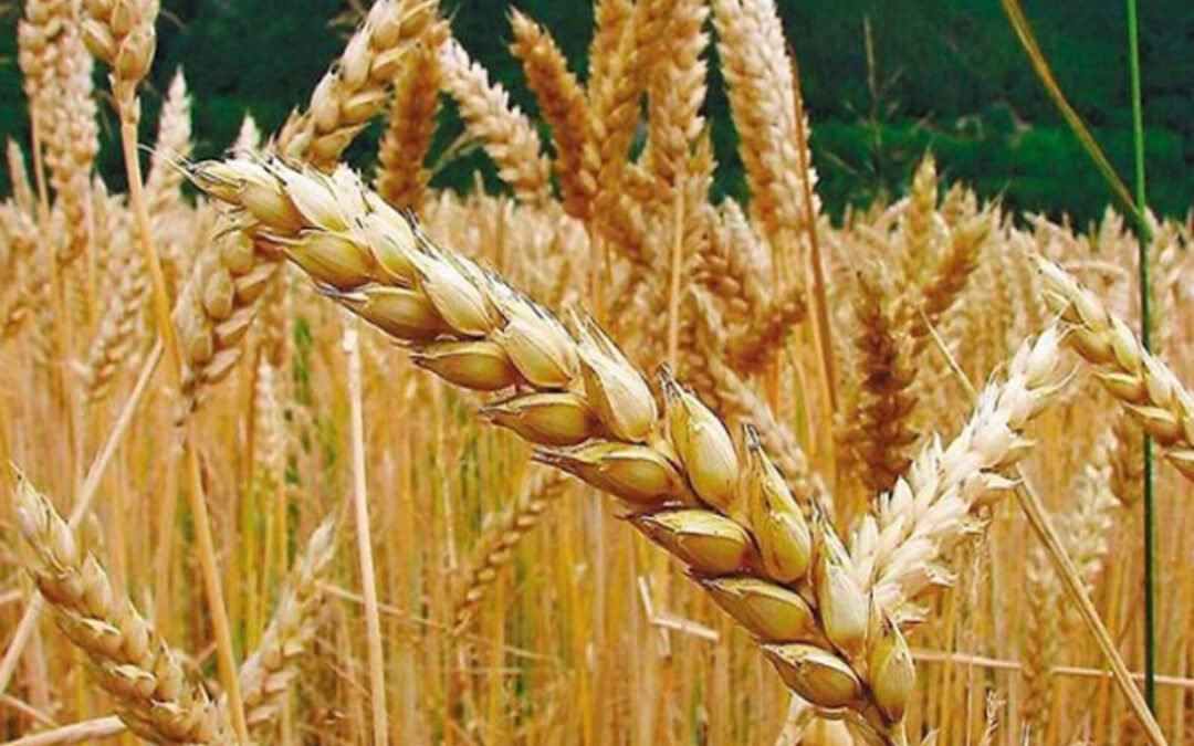 El trigo argentino se abre mercados en África y Asia