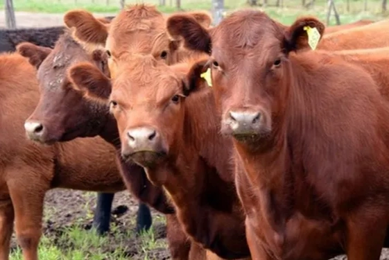 boom-ganadero:-siguen-firmes-los-precios-de-la-hacienda-en-cordoba