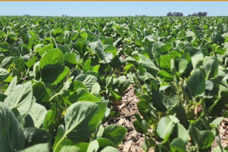 campo:-tras-las-lluvias-del-verano,-mejoro-el-escenario-productivo-en-cordoba