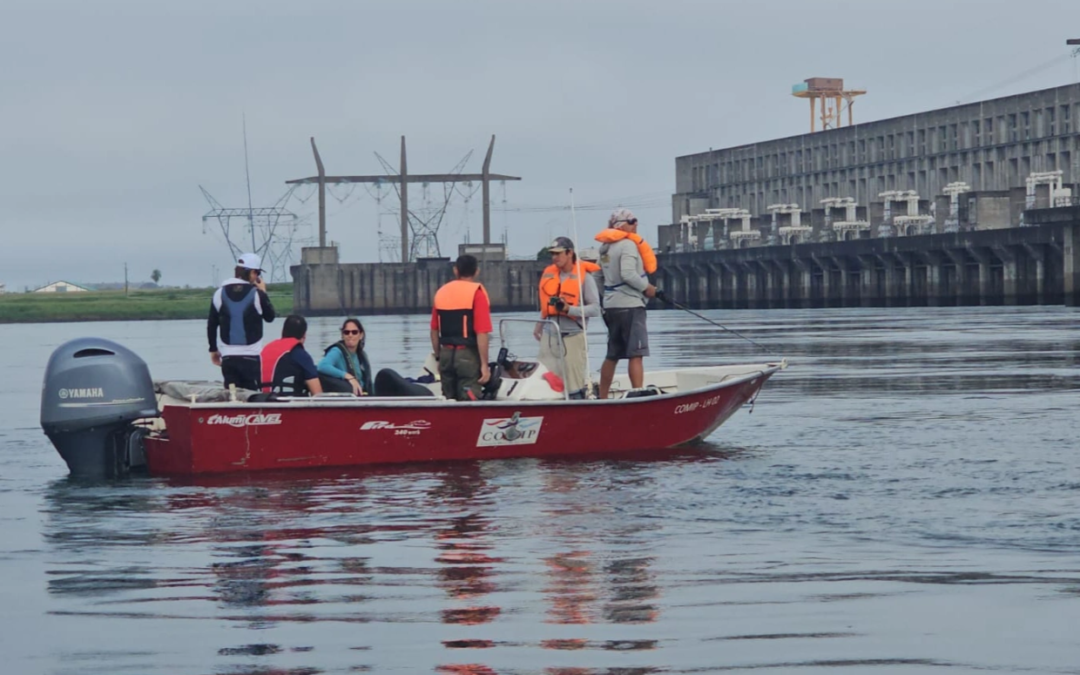 Yacyretá se suma a un proyecto científico para estudiar y conservar el dorado en el río Paraná