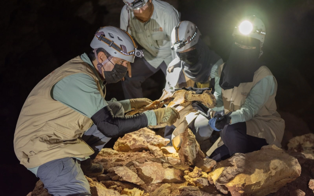 momias-de-guepardos-en-cuevas-de-arabia-saudita-revelan-genoma-de-una-poblacion-extinta