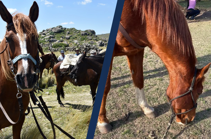 unquillo-bajo-alerta:-mafia-de-faena-clandestina-de-caballos-golpea-la-zona-rural