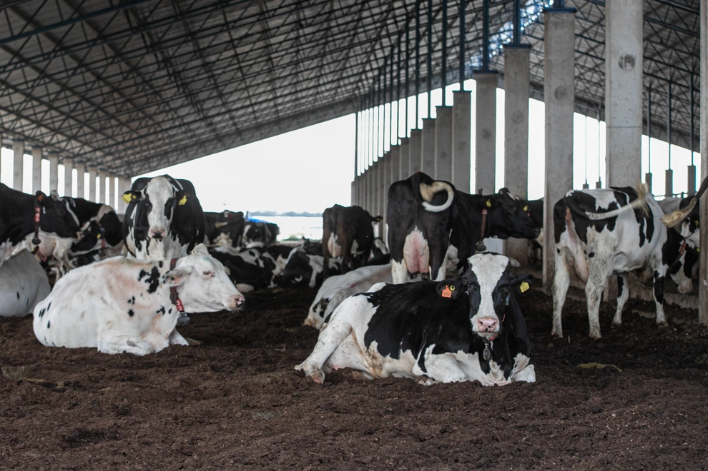 desde-cordoba-confirmaron-un-record-de-exportaciones-lacteas
