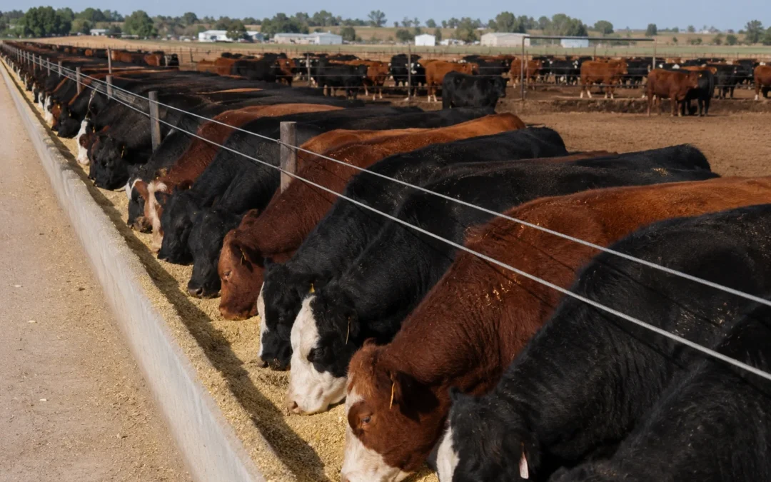 Alivio fiscal para el engorde de hacienda vacuna: diferirán impuestos hasta la venta